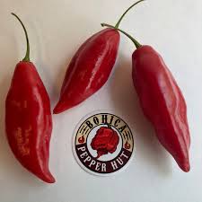 Afbeeldingsresultaat voor paper lantern hot pepper