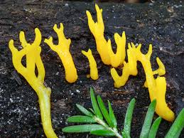 Attēlu rezultāti vaicājumam “Calocera pallidospathulata”