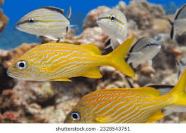 Image result for Haemulon flavolineatum