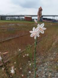 Attēlu rezultāti vaicājumam “Xanthorrhoeaceae”