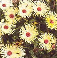 Image result for Mesembryanthemum criniflorum
