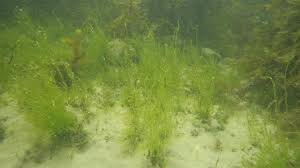 Attēlu rezultāti vaicājumam “Enteromorpha sp.”