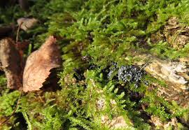 Attēlu rezultāti vaicājumam “Lycogala ustulatum sessile”