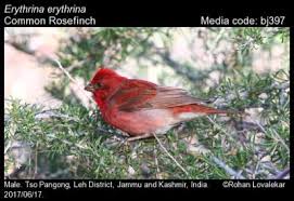Attēlu rezultāti vaicājumam “Carpodacus erythrinus adult”