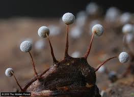 Attēlu rezultāti vaicājumam “Physarum bitectum macro”