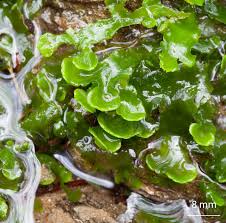 Attēlu rezultāti vaicājumam “Aneura pinguis”