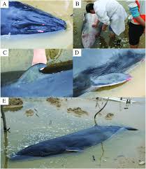 Image result for Balaenoptera omurai