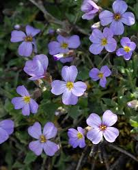 Attēlu rezultāti vaicājumam “Aubrieta deltoidea”