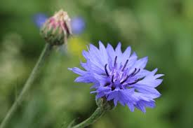 Attēlu rezultāti vaicājumam “Cyanus segetum flower”