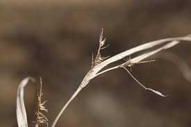 Attēlu rezultāti vaicājumam “Carex remota fruit”