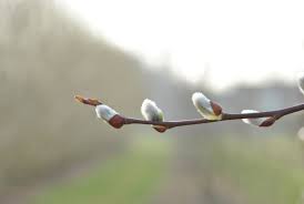 Attēlu rezultāti vaicājumam “Salix caprea bud”