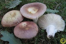 Attēlu rezultāti vaicājumam “Russula vesca”