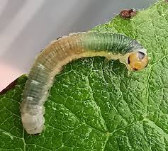 Attēlu rezultāti vaicājumam “Nematus ribesii larva”