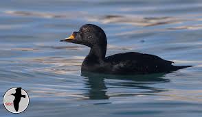 Attēlu rezultāti vaicājumam “Melanitta nigra”