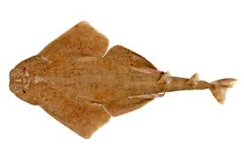 Image result for Squatina squatina