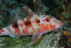 Image result for Pseudupeneus maculatus