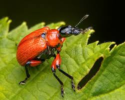 Attēlu rezultāti vaicājumam “Apoderus coryli”