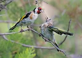 Attēlu rezultāti vaicājumam “Carduelis carduelis”