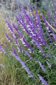 Attēlu rezultāti vaicājumam “Sacchiphantes abietis exuvia”