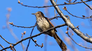 Image result for Toxostoma rufum