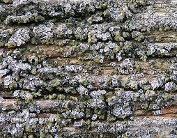 Attēlu rezultāti vaicājumam “Lycogala irregulare sessile”