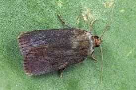 Attēlu rezultāti vaicājumam “Amphipyra livida”