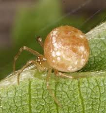 Attēlu rezultāti vaicājumam “Phylloneta cocoon”