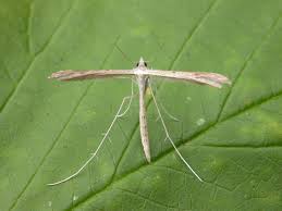 Attēlu rezultāti vaicājumam “Stenoptilia pterodactyla”