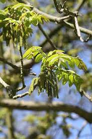 Attēlu rezultāti vaicājumam “Juglans ailanthifolia”