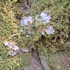 Attēlu rezultāti vaicājumam “Peltigera polydactylon”