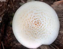 Attēlu rezultāti vaicājumam “Lentinus lepideus”