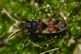 Attēlu rezultāti vaicājumam “Scolopostethus thomsoni”