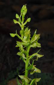 Attēlu rezultāti vaicājumam “Platanthera chlorantha flower”