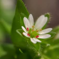 Attēlu rezultāti vaicājumam “Stellaria longifolia flower”
