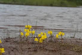 Attēlu rezultāti vaicājumam “Utricularia intermedia flower”