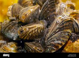 Attēlu rezultāti vaicājumam “Dreissena polymorpha”