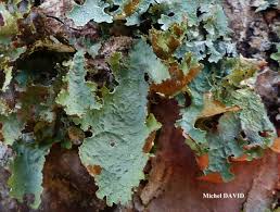 Attēlu rezultāti vaicājumam “Platismatia glauca”