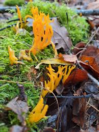 Attēlu rezultāti vaicājumam “Calocera viscosa”