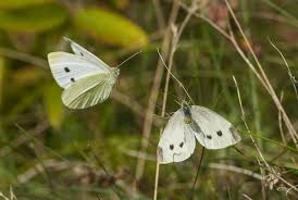 Attēlu rezultāti vaicājumam “Pieris rapae male”
