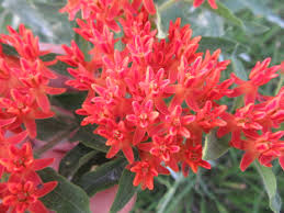 Attēlu rezultāti vaicājumam “Apocynaceae”