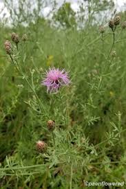 Attēlu rezultāti vaicājumam “Centaurea stoebe flower”