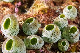 Attēlu rezultāti vaicājumam “Schistidium robustum”