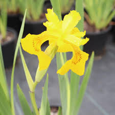 Attēlu rezultāti vaicājumam “Iris pseudacorus flower”