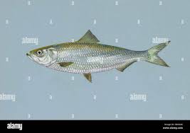 Image result for Alosa chrysochloris