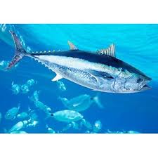 Image result for Thunnus thynnus