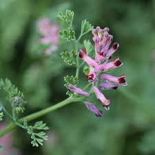 Image result for Fumaria officinalis
