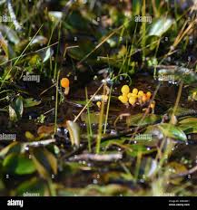 Attēlu rezultāti vaicājumam “Mitrula paludosa”