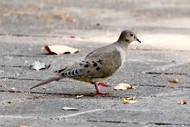 Image result for Zenaida macroura