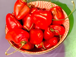 Afbeeldingsresultaat voor red rocoto hot pepper
