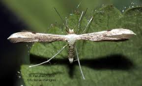 Attēlu rezultāti vaicājumam “Adaina microdactyla”